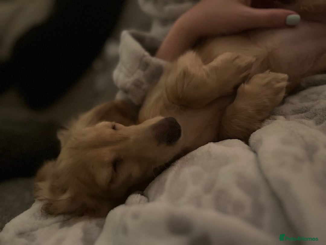 Miniature Dachshund dogs for sale: English Cream Miniature Dachshund Puppys - Image 6