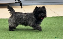 Cairn Terrier dogs for stud: Quality Health Tested & proven stud in Ripley - Image 18
