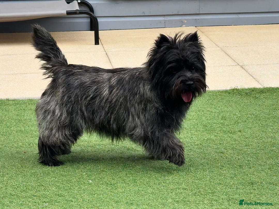 Cairn Terrier dogs for stud: Quality Health Tested & proven stud in Ripley - Image 18