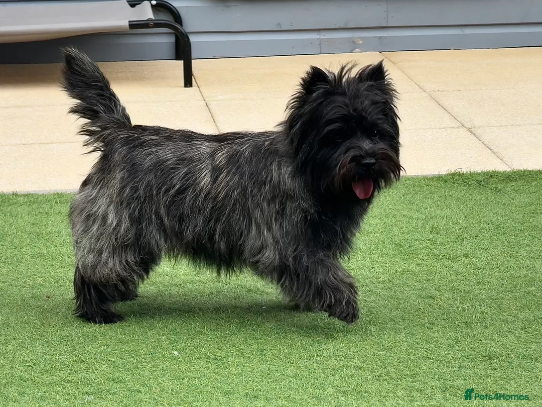 Cairn Terrier dogs for stud: Quality Health Tested & proven stud - Advert 18