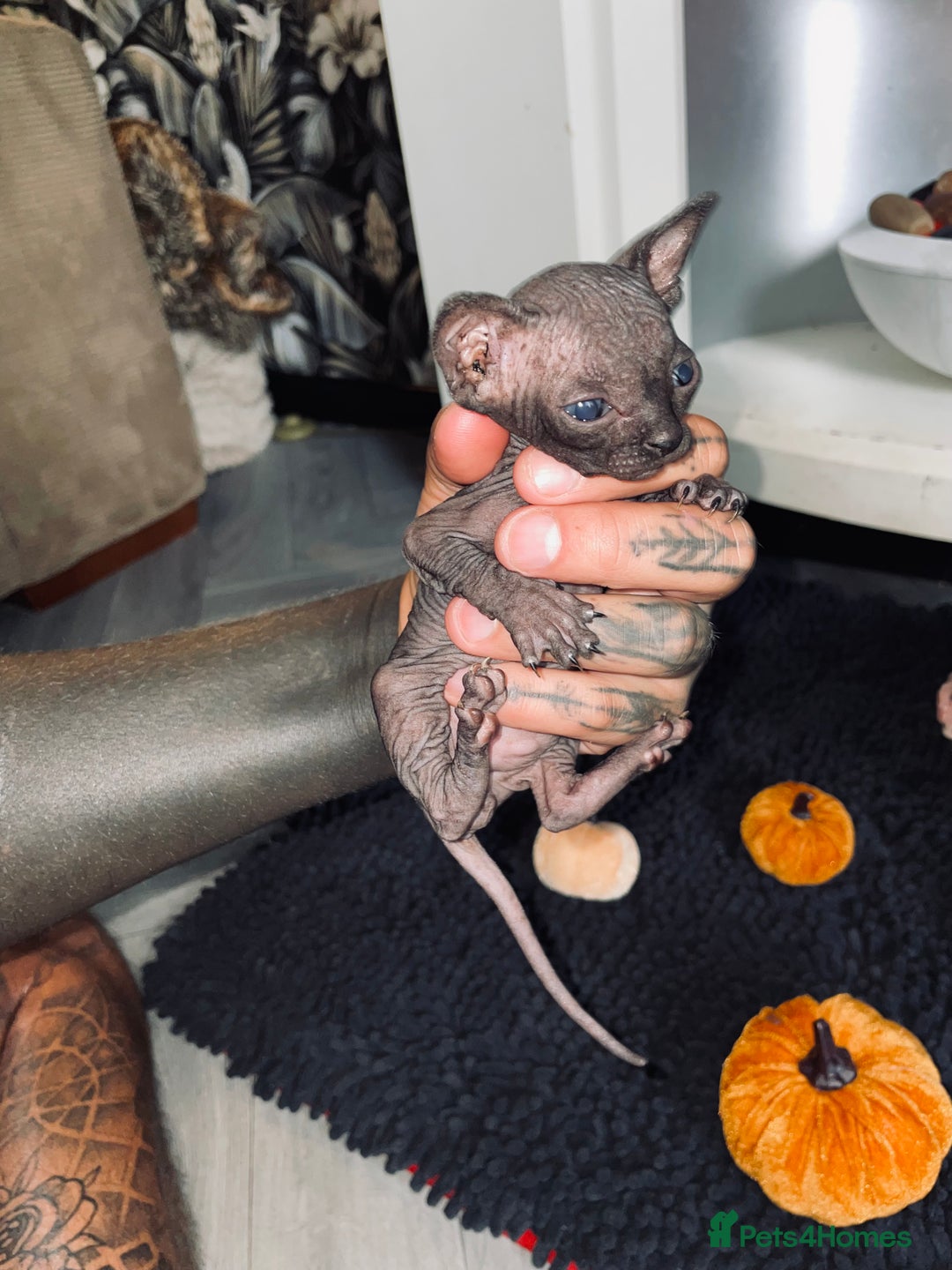 Sphynx cats for sale: Stunning Canadian sphynx kittens - Image 9