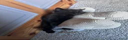 Mixed Breed cats for sale: Twin females - Advert 22