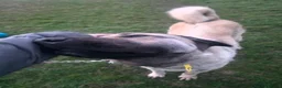 Anatolian Shepherd dogs for sale: 2YearOld Livestock Guardian Dog Working/Rural Home - Advert 5