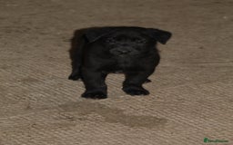 Borador dogs for sale: Labrador x Collie puppies - Image 21