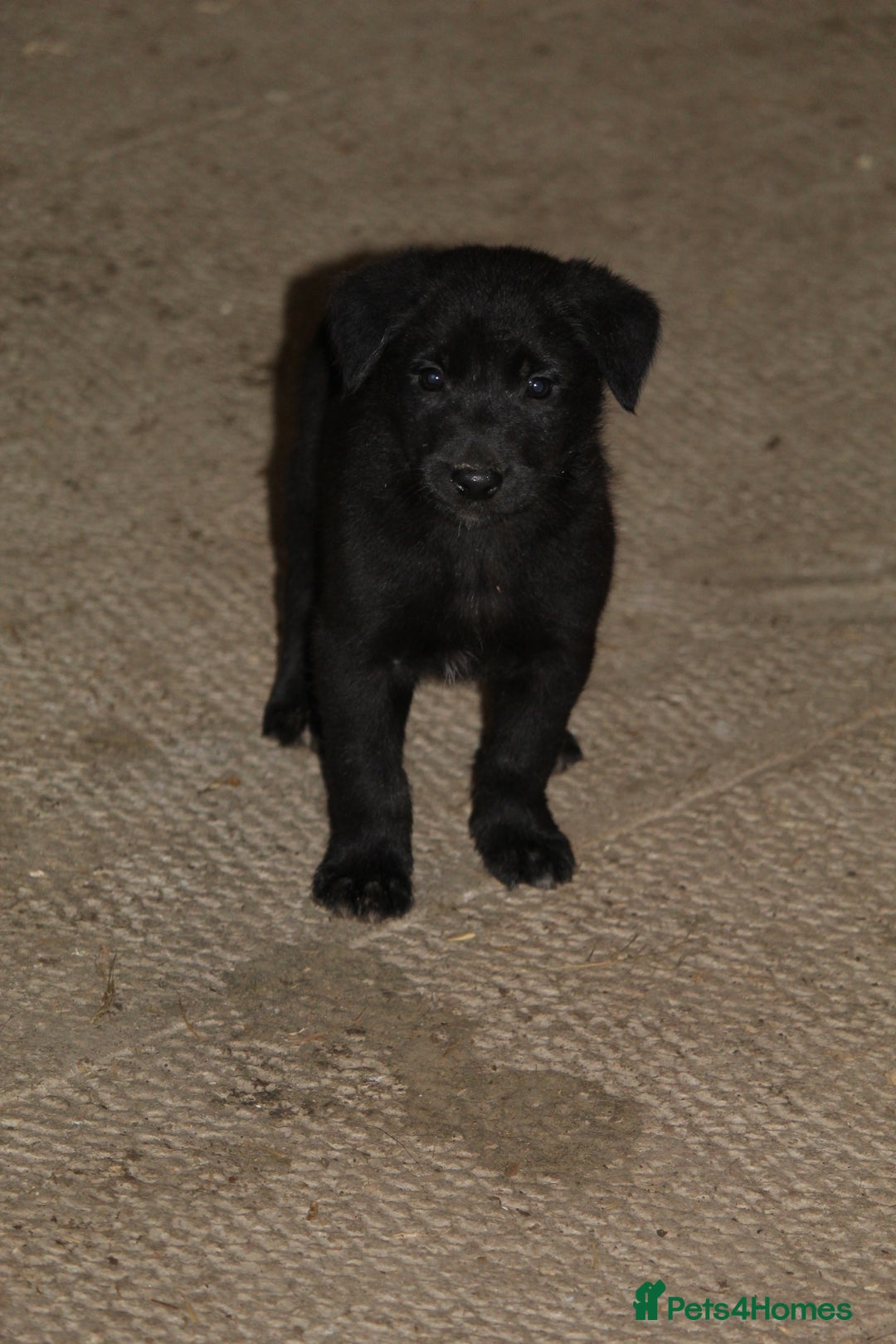 Borador dogs for sale: Labrador x Collie puppies - Image 21