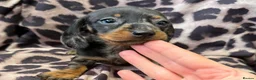 Miniature Dachshund dogs for sale: Miniature Dachsund puppies 3 boys 1 girl  - Advert 12