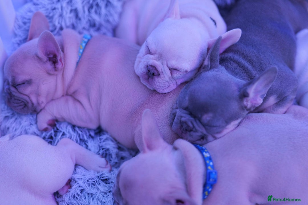 French Bulldog dogs for sale: KC French Bulldog Ready Now ! - Image 20