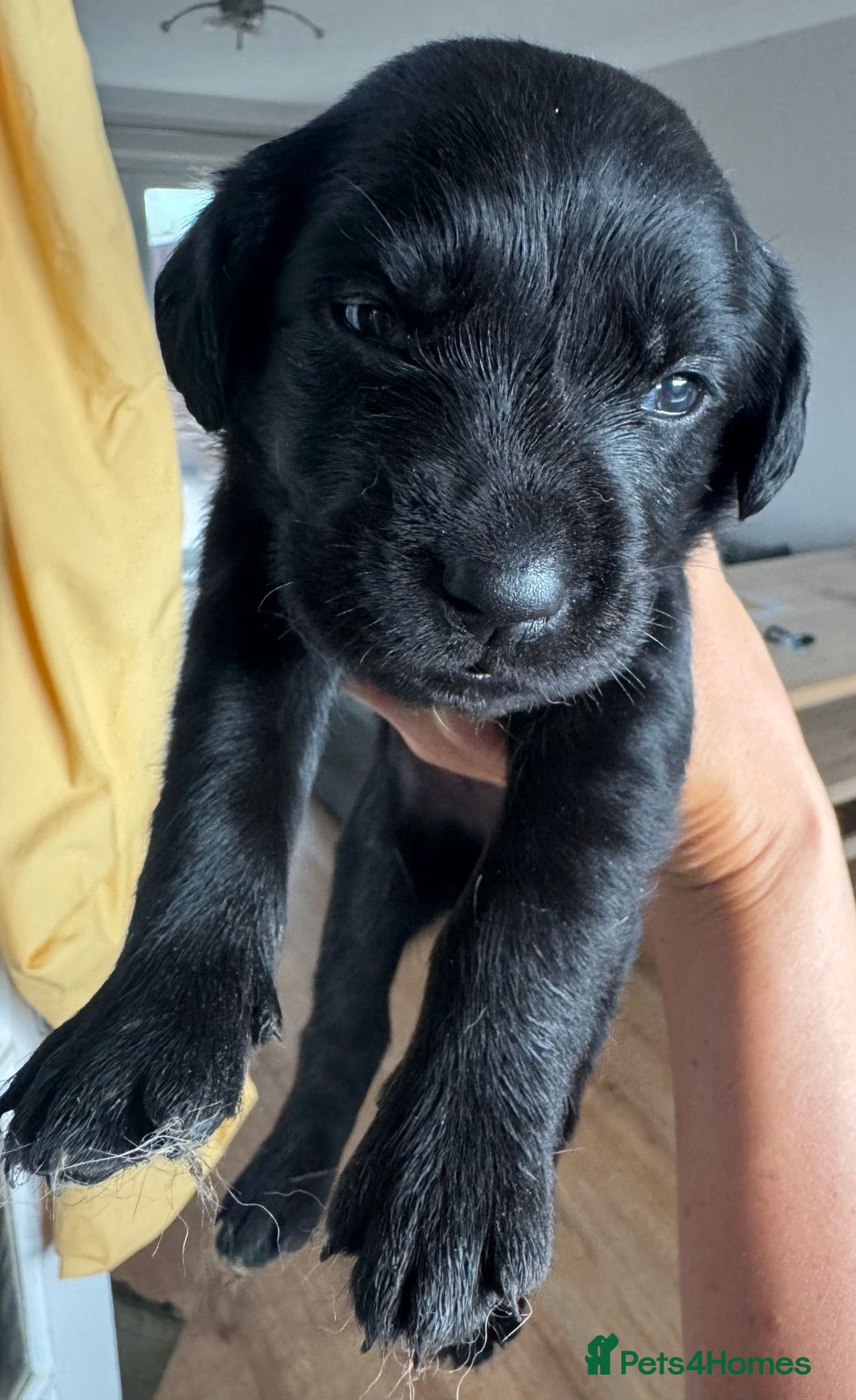 Springador dogs for sale: 8 Black Springador Puppies  - Image 7
