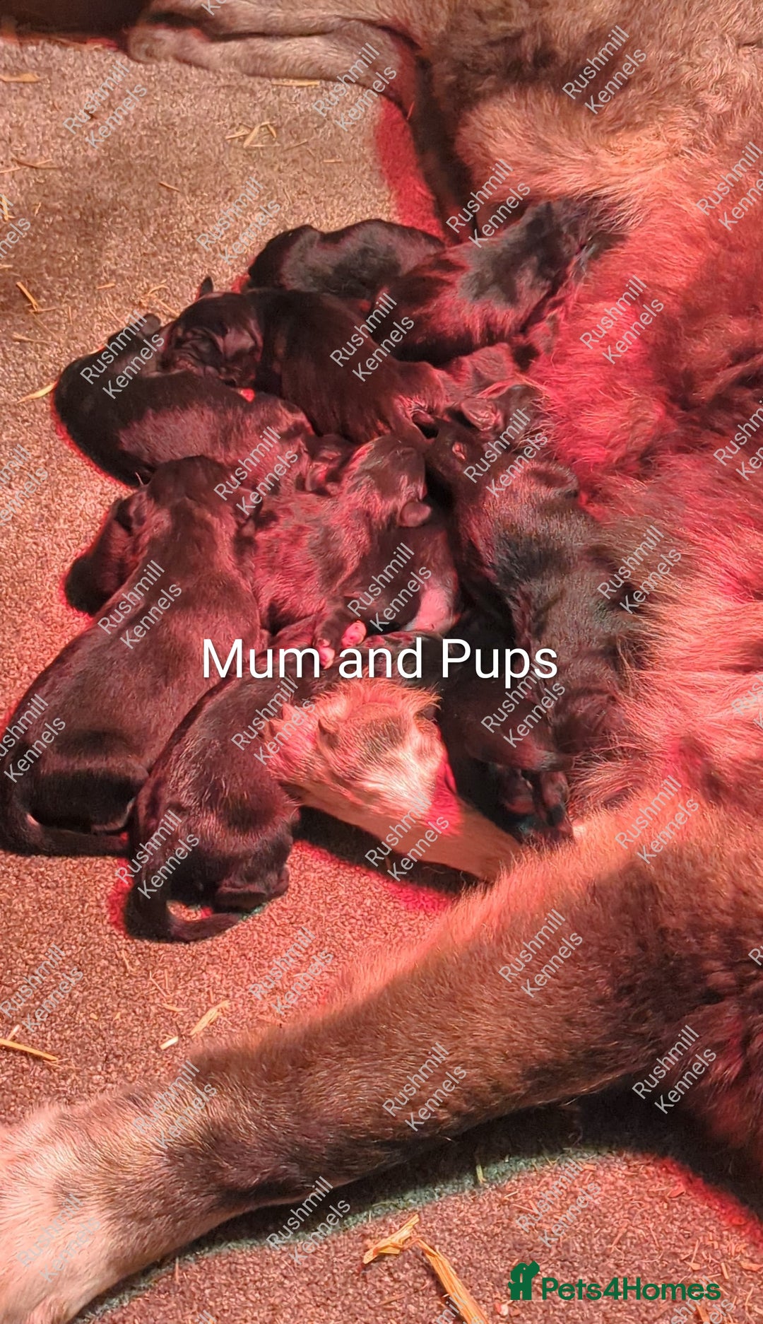 Caucasian Shepherd Dog dogs for sale: Caucasian Shepherd Pups - Advert 4