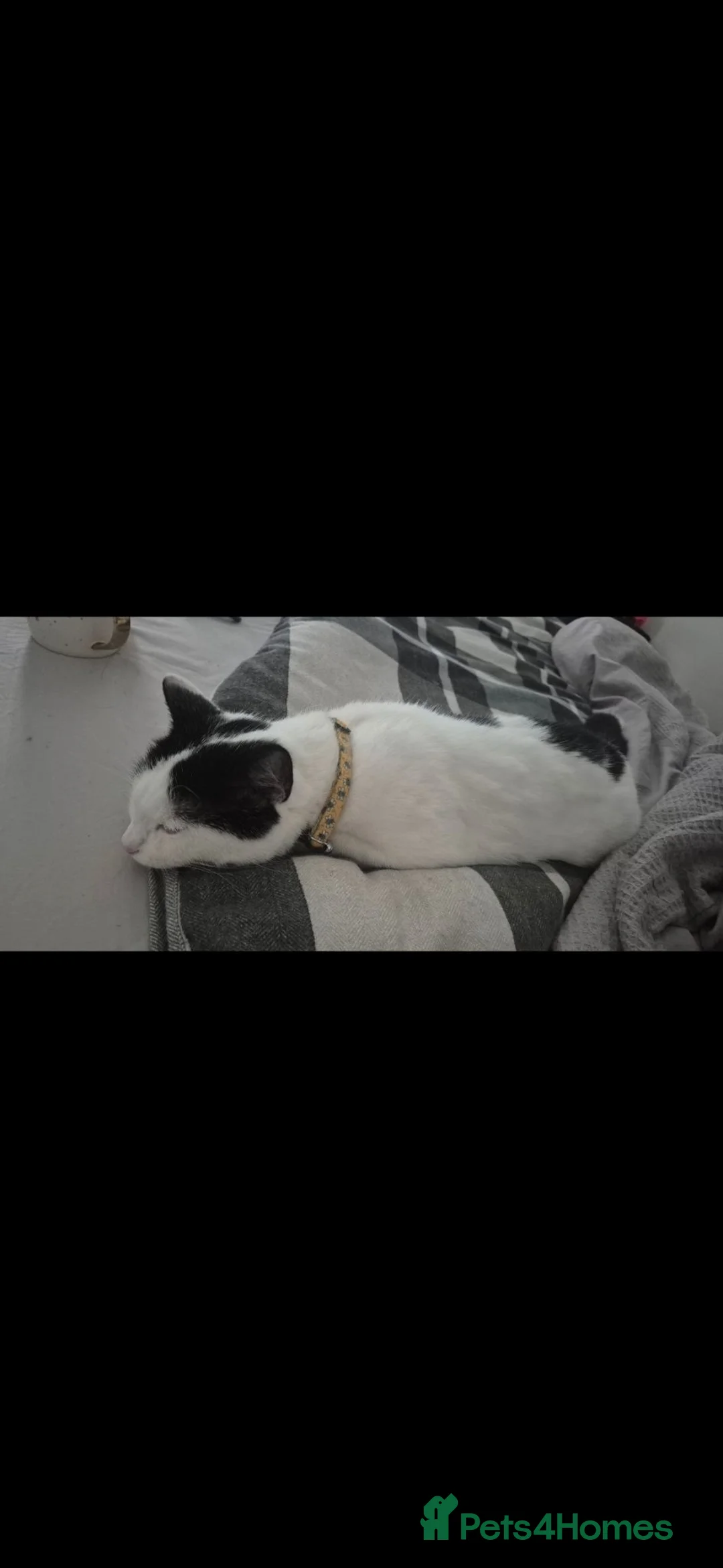 Mixed Breed cats for sale: 2 year old female cat  in Oldham - Advert 6