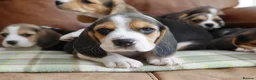 Beagle dogs for sale: Quality Health Tested Beagle Puppies - Advert 5