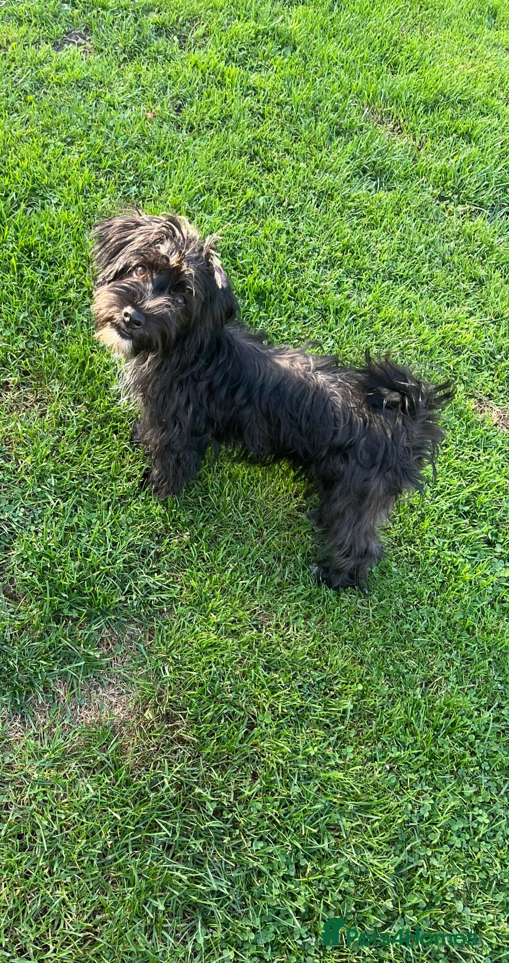 Mixed Breed dogs Havanese x bichon puppy boys - Advert 2