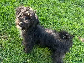 Mixed Breed dogs Havanese x bichon puppy boys - Advert 2