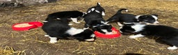 Border Collie dogs for sale: Beautiful working collies  - Advert 3