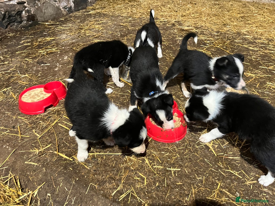 Border Collie dogs for sale: Beautiful working collies  - Advert 3