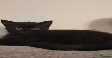 British Shorthair cats - Advert 9