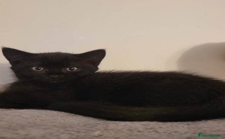 British Shorthair cats - Advert 9