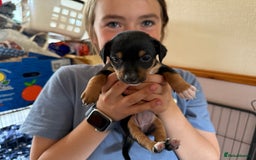 Jack Russell dogs for sale: Beautiful Jack Russell Puppies - Image 2