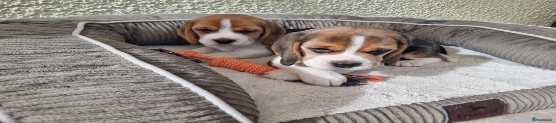 Beagle Puppy 2