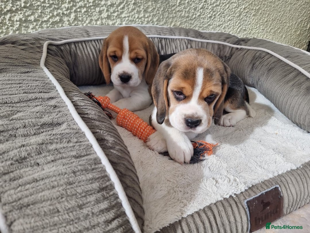 Beagle dogs for sale: Extensively DNA tested clear gorgeous puppies - Image 5