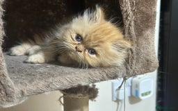 Persian cats for sale: Pedigree Persian Kittens ready to be rehomed - Image 33