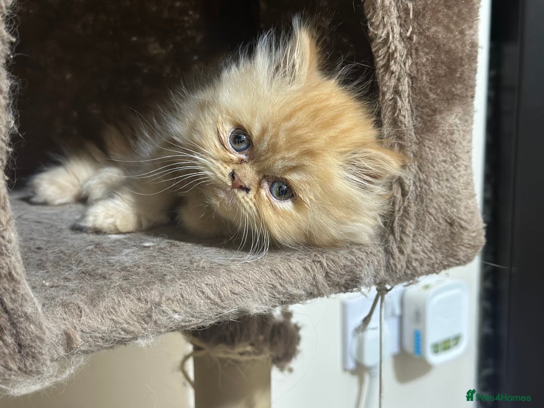Persian cats for sale: Pedigree Persian Kittens ready to be rehomed - Image 33