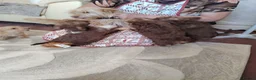 Norfolk Terrier dogs for sale: Norfolk Terrier Puppies  in Wellingborough - Advert 11