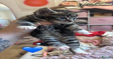 British Shorthair cats BEAUTIFUL KITTENS FOR SALE 🩷💙 - Advert 5