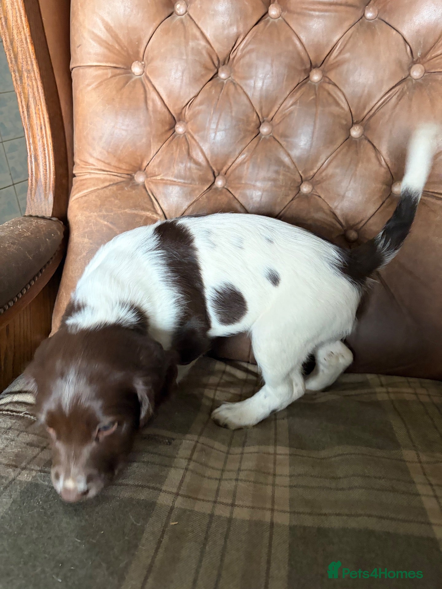 English Springer Spaniel dogs English Springer spaniel  - Advert 2