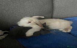 Mini Lion Lop rabbits for sale: Two gorgeous rabbits ready for forever homes.  - Image 2