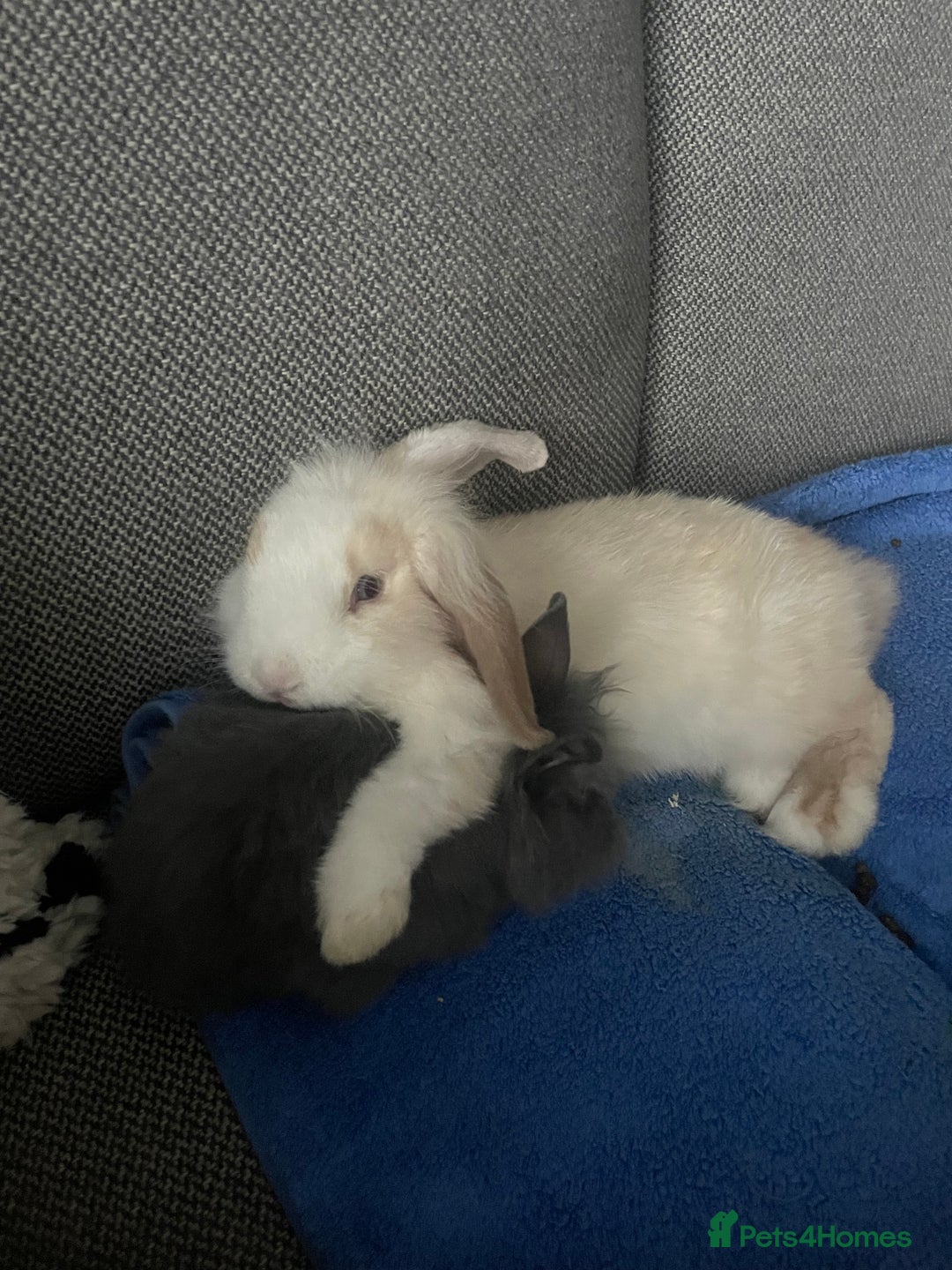 Mini Lion Lop rabbits for sale: Two gorgeous rabbits ready for forever homes.  - Image 2
