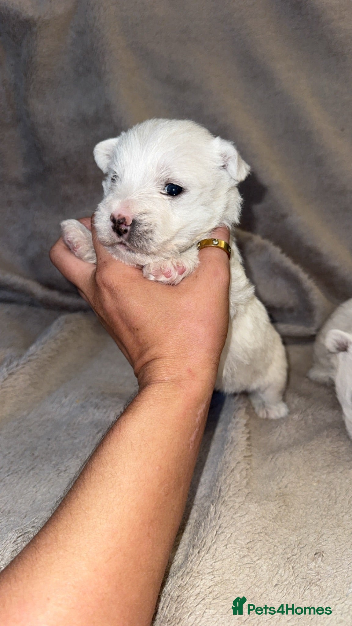 West Highland Terrier dogs West highland terrier.. Ready 18th sept! - Advert 2