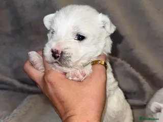West Highland Terrier dogs West highland terrier.. Ready 18th sept! - Advert 2