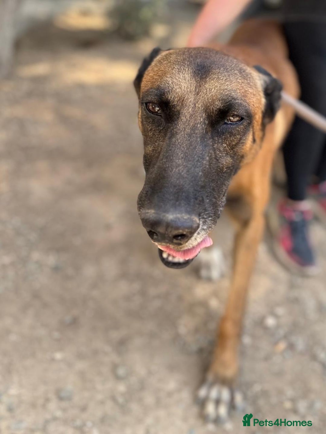 Belgian Shepherd Dog dogs for adoption: Taco is ready for adoption or a foster home - Advert 2