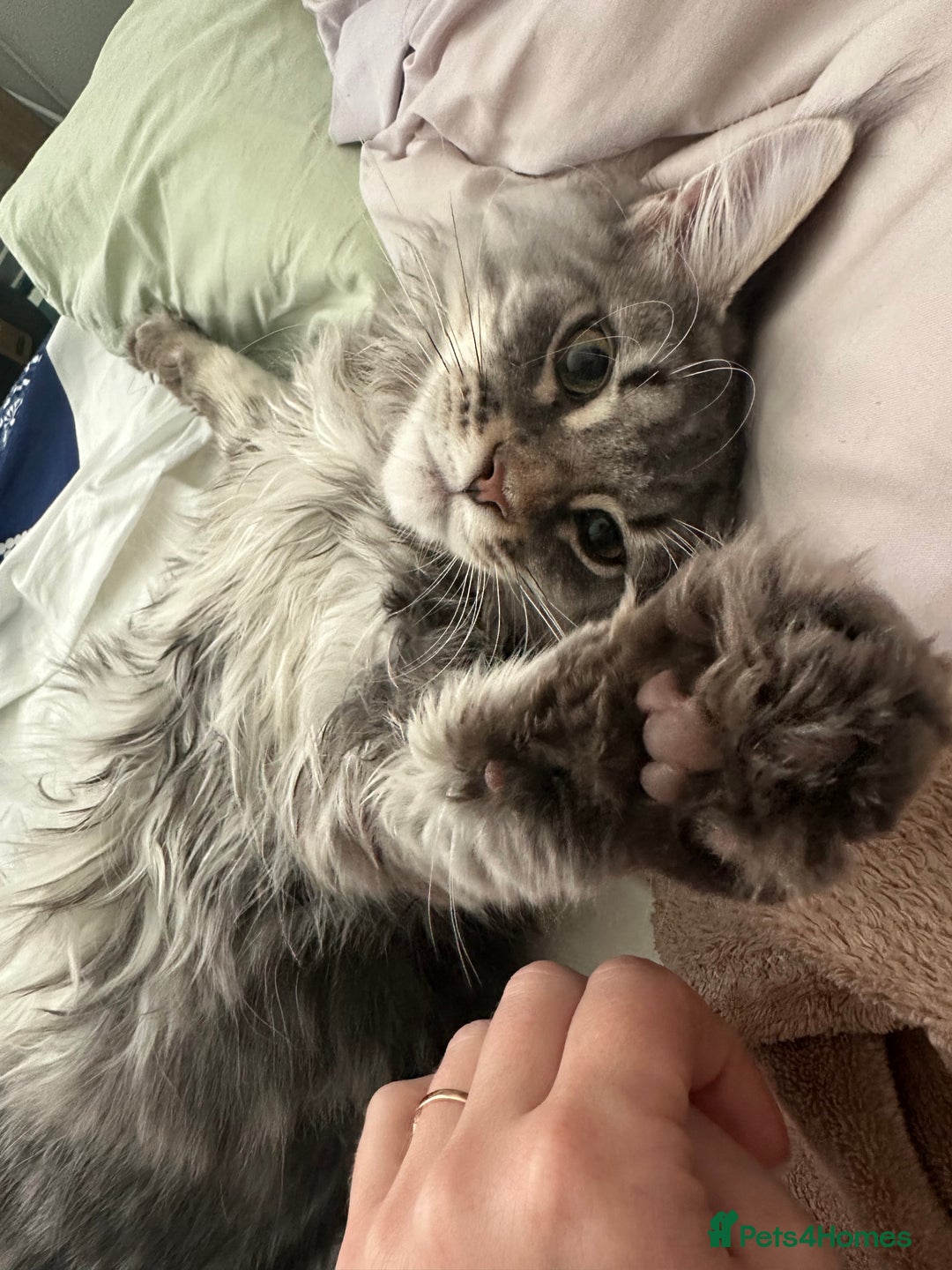 Maine Coon cats for sale: Maine coon kitten  - Image 1