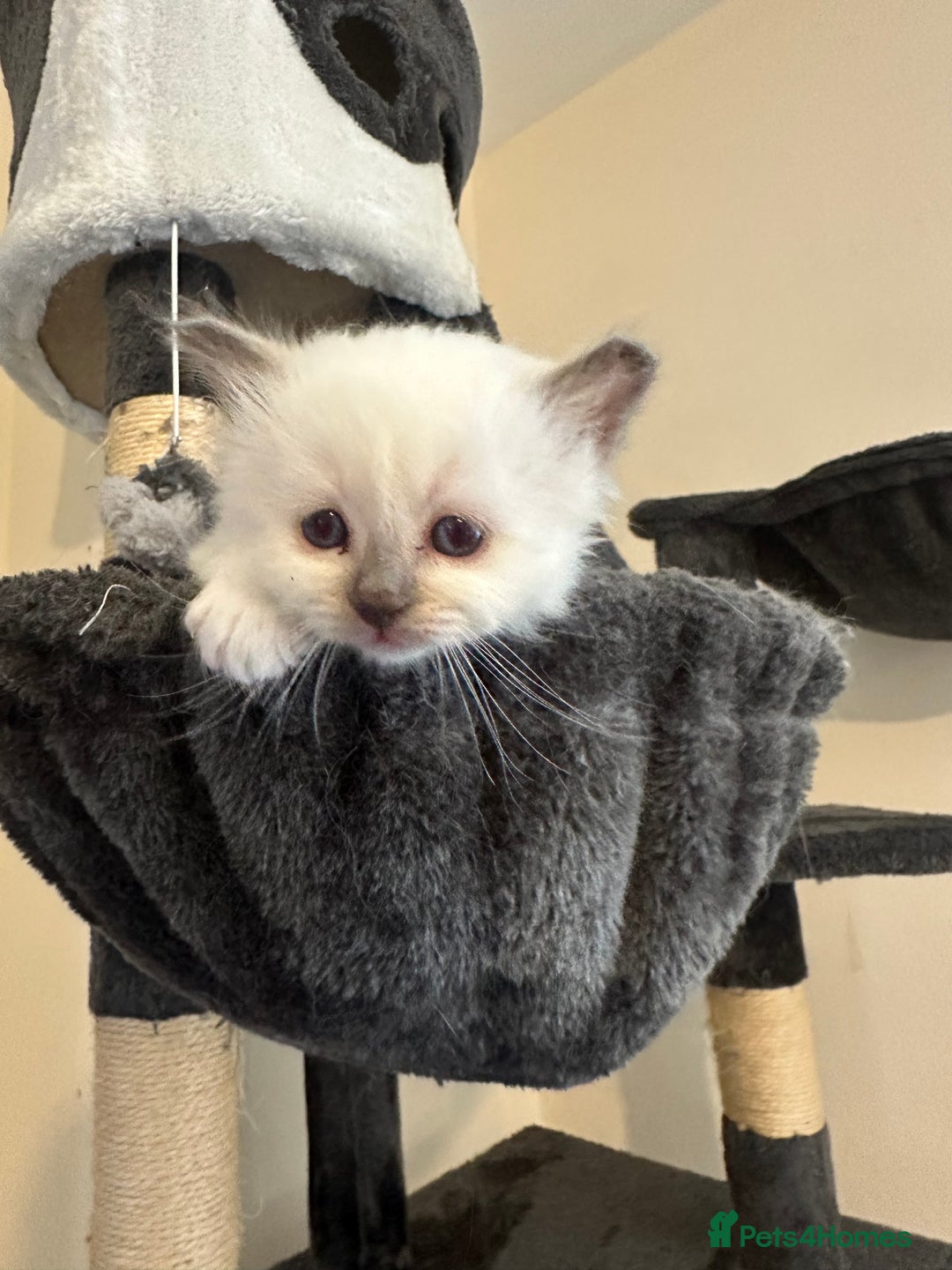 Birman cats for sale: Lovely Birman kittens  - Image 6