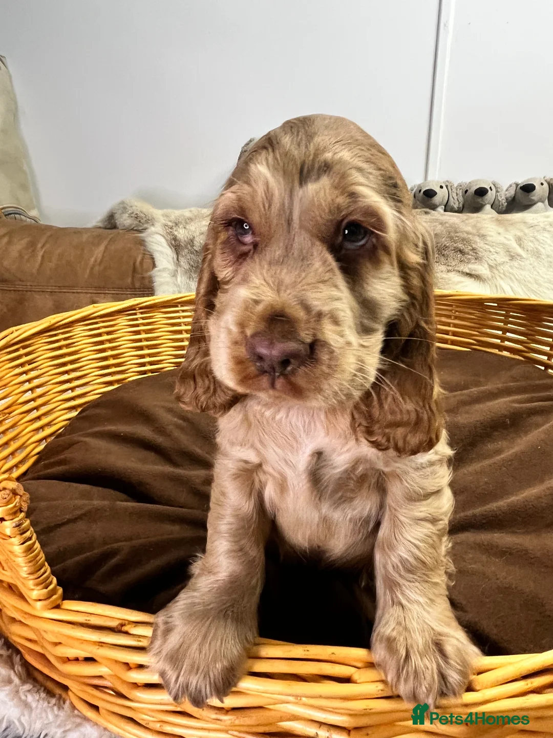 Cocker Spaniel dogs for sale: Gorgeous true to type KC show cockers - Advert 5
