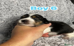 Dachshund dogs for sale: Long haired dachshunds - Image 15