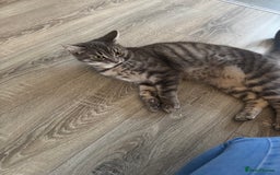 Mixed Breed cats for sale: Cat for sale  - Image 4