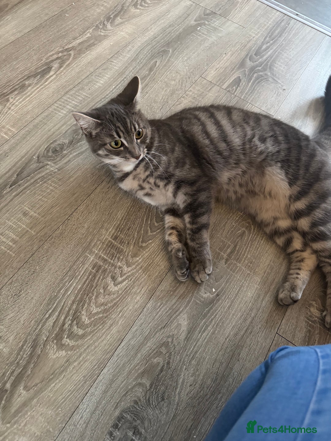 Mixed Breed cats for sale: Cat for sale  - Image 4