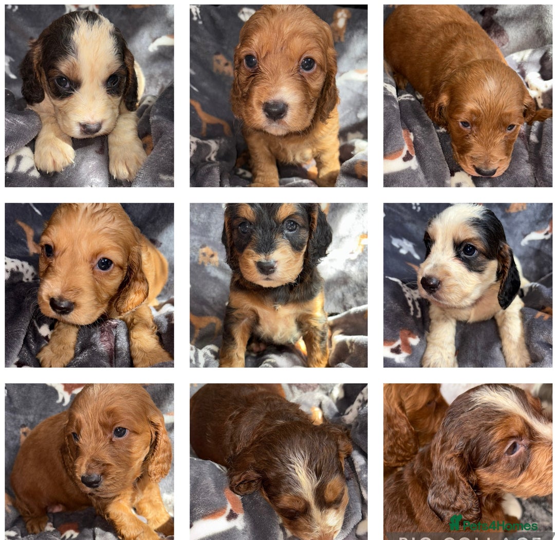 Cockapoo dogs for sale: 8 gorgeous little cockapoo puppies for sale - Image 1