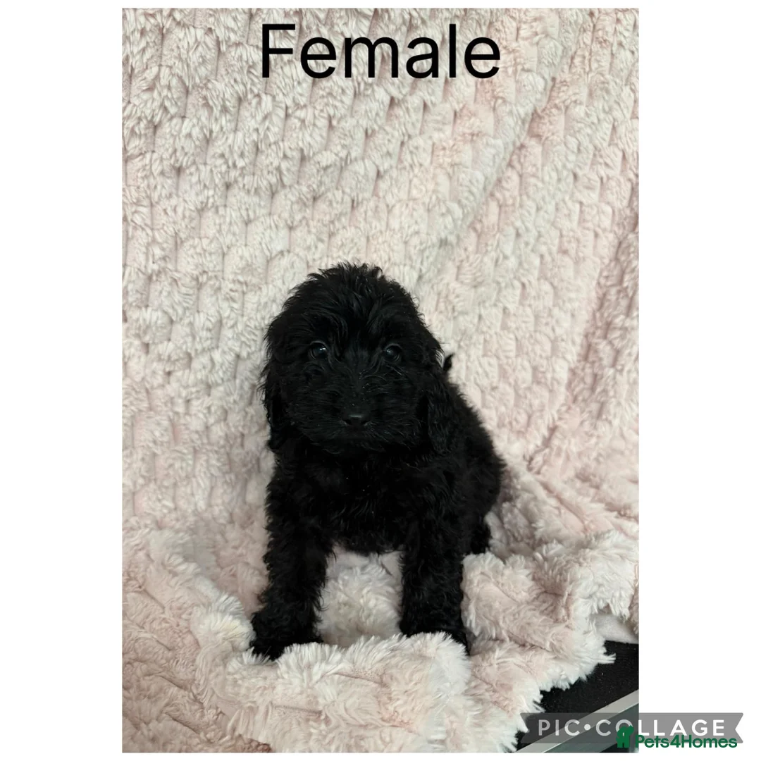 Cockapoo dogs for sale: 5 f1 cockapoo Puppies available  - Advert 5