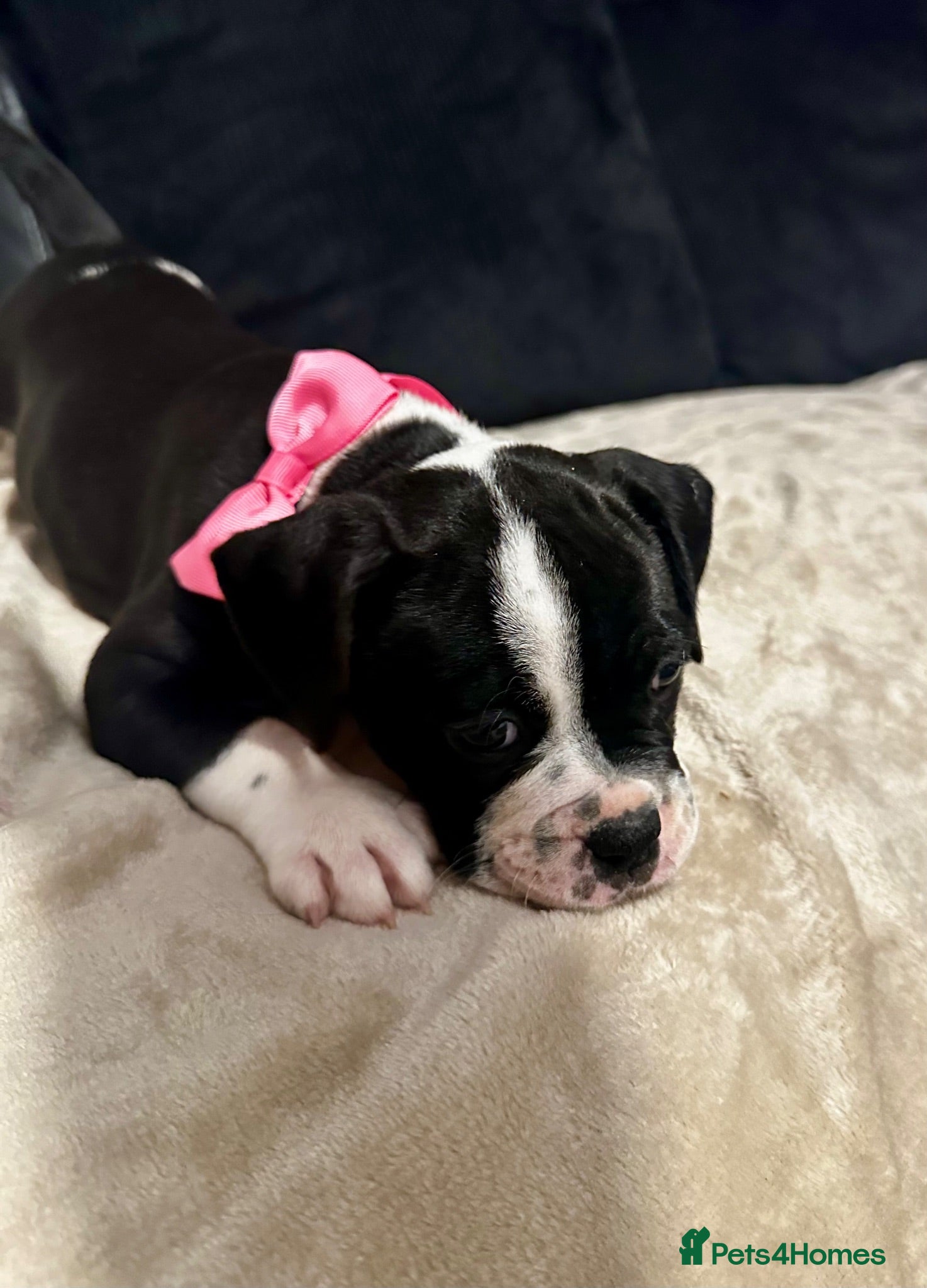 Mixed Breed dogs A* bulldog puppies 🐶 - Advert 2