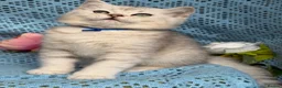 British Shorthair cats for sale: British shorthair golden point Kittens TICA - Advert 6