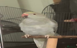 Ringnecks birds for sale: Beautiful Mixed Coloured Ringneck with Large cage  - Image 5