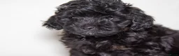 Havapoo dogs for sale: 3 Havapoo. 5 star breeder. - Advert 20