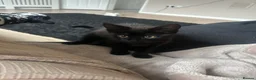 Domestic Shorthair cats for sale: Male kitten - Advert 3