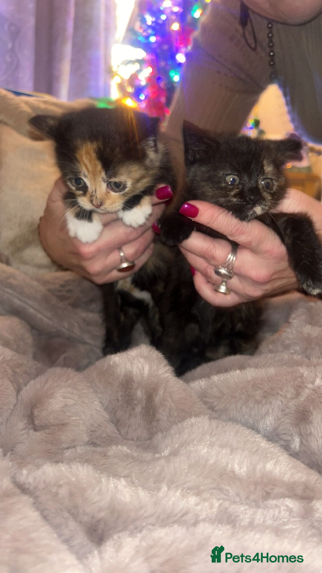 British Shorthair cats for sale: British Short Hair girls available  - Advert 1