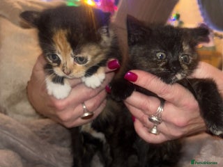 British Shorthair cats British Short Hair girls available - Advert 1