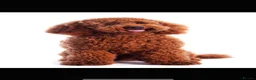 Cockapoo dogs for sale: Adorable Cockapoo Puppies Ready for Loving Homes in Leeds - Advert 20